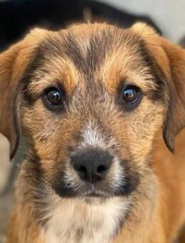 Romeo, geb. ca. 07/2025, GRIECHENLAND - Euskirchen