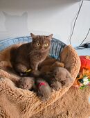 Bkh Cinnamon in 44339