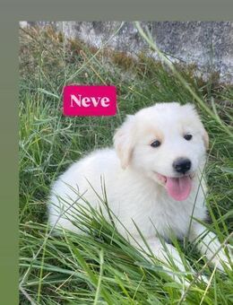 Neve - Zuckermaus sucht Zuhause - Grevenbroich