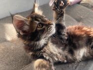 Unsere Mainecoon Kitten dürfen jetzt ausziehen - Norken