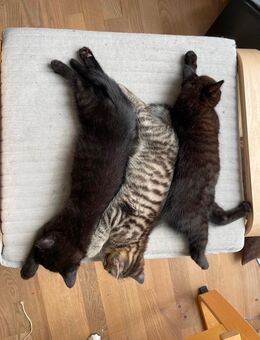 3 süße Katzen Babys Kitten zu verkaufen - Augsburg