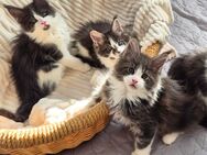 Maine Coon Kitten XL - Oberhaching