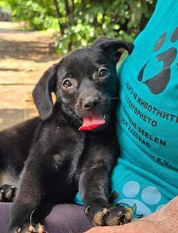 Liebevolles Hundemädchen CORA sucht ♥️ - München