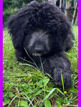 Lilo * Aussiedoodle-Welpe * F1b * abgabebereit - Greifenstein