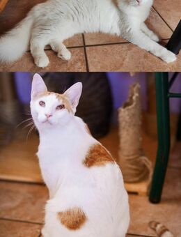 Merlin und Beauty aus dem Tierschutz - Grevenbroich