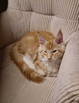 5 Monate alter Maine Coon Kater zu verkaufen - Nordheim