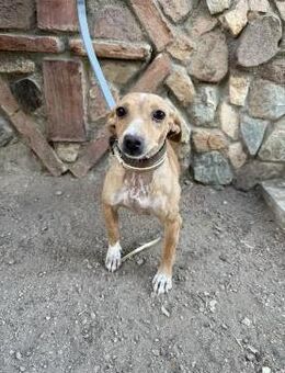 Traum Chihuahuamixhündin Sally sucht# - Essen