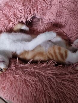 Kitten Babykatze Hauskatze - Tönisvorst