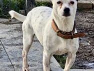 Tina ❤️ lustige Jack Russel Hündin - Messingen