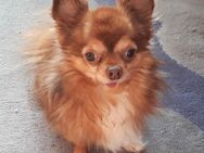 Chihuahua 8 Jahre - Barendorf