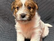 Jack Russell Welpen - Windhagen