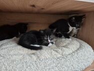 Katzenbabys suchen neues Zuhause - Duisburg