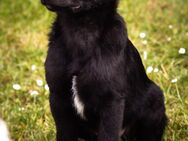 Bezaubernder Border-Collie Mudi Mix - Havixbeck