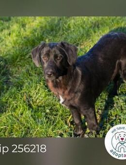 Chip 256218: Hundekind sucht ein Zuhause - Kirchzell