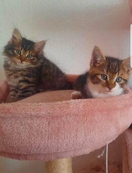 Süße Mix Kitten suchen ein Zuhause - Wassertrüdingen