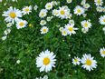 Wiesen Margerite Samen Wildblume Schmetterling Bienen Garten weiß in 74629