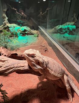 Bartagamen - Neunkirchen-Seelscheid