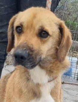 Nick von kettenlos - Bollingstedt