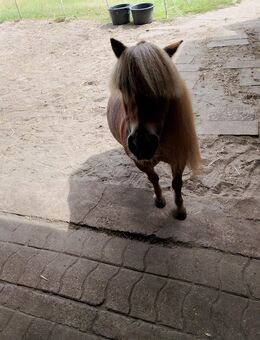 Suche shettlandpony Stute - Böhme