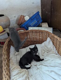 Hauskatzen m - Hohenfelde (Landkreis Plön)