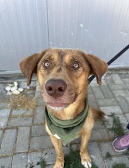 Otto - Aufgeschlossener Rüde - Berlin