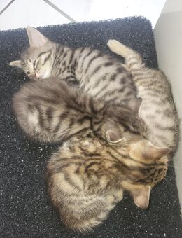 4 zauberhafte Kitten suchen ab dem 09.09.2025 ein liebevolles Zuhause 🐾 - Bakum