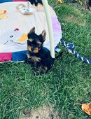 Yorkshire Terrier Welpe - Rüde in 31241