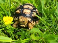 Pantherschildkröte aus eigener Nachzucht - Neuhardenberg