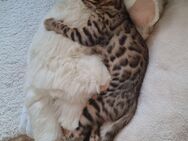 reinrassiges Bengalkitten mit Stammbaum - Hohenmölsen