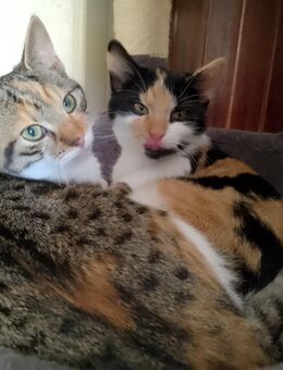 Katzen, Kitten bei Koblenz (Kobern-Gondorf) abzugeben - Kobern-Gondorf