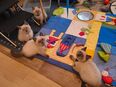 Süße BKH Katzen Babys in 38381