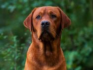 Labrador Retriever Deckrüde FCI in Foxred/ Gelb - Hattersheim (Main)