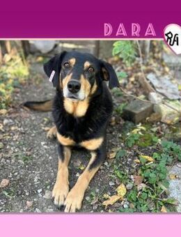 ❤ DARA ❤ - WARTET AUF DIE FREIHEIT! - Alfeld (Leine)