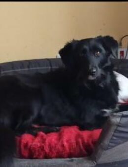 Mamaschka - Hundemädchen sucht Glück - Mönchengladbach