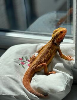 Bartagame 5-jähriger Mann - Düren