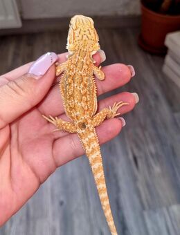 Farbbartagame Jungtiere ( pogona vitticeps) NZ 06 2025 - Offstein