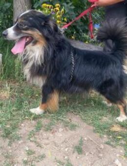 Wer hat ein Herz für den sensiblen Navin - Heinsberg