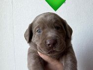 Reinrassige Labrador Welpen mit Ahnentafel - Bad Wildungen