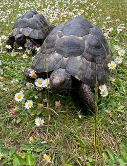 Maurische Landschildkröten abzugeben - Stolberg (Rheinland, Kupferstadt)