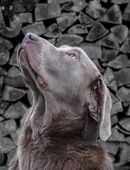 *Silberner Labrador Deckrüde* in 19348