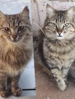 Aliki und Daisy aus dem Tierschutz - Grevenbroich