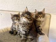 Maine Coon Kitten. - Nienburg (Weser)