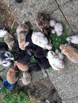 Zwergwidder ♥️ AKTUELL NACHWUCHS - Bissingen (Teck)