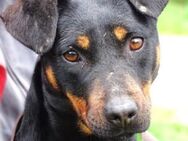 TILLY sucht Familie - Gefrees