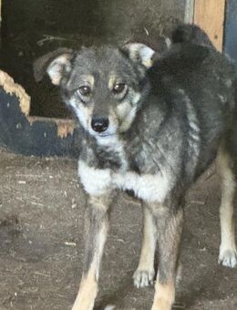 Jazzy ist eine schüchterne Maus 🐾 - Elsdorf (Nordrhein-Westfalen)