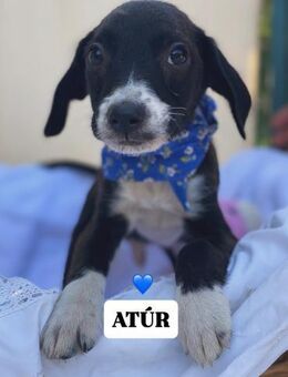 Atúr, süßer Labrador Mix Welpe geb.2025 - Remagen
