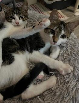 Izzy u. Ivo suchen liebevolles Zuhause - Hürth