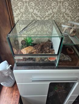 Terrarium mit Spinnen - Kamen