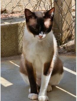 Shaya - hübsch, gesellig, scheu - Aichwald