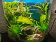 60 liter aquarium in 50374